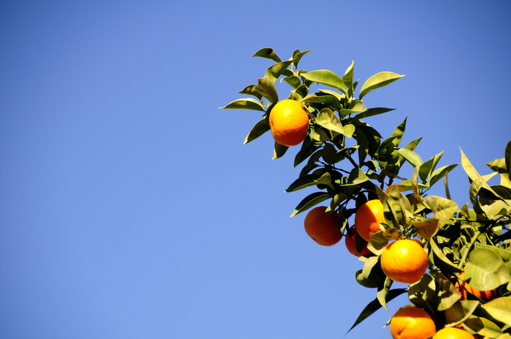 Sewilijska pomarańcza