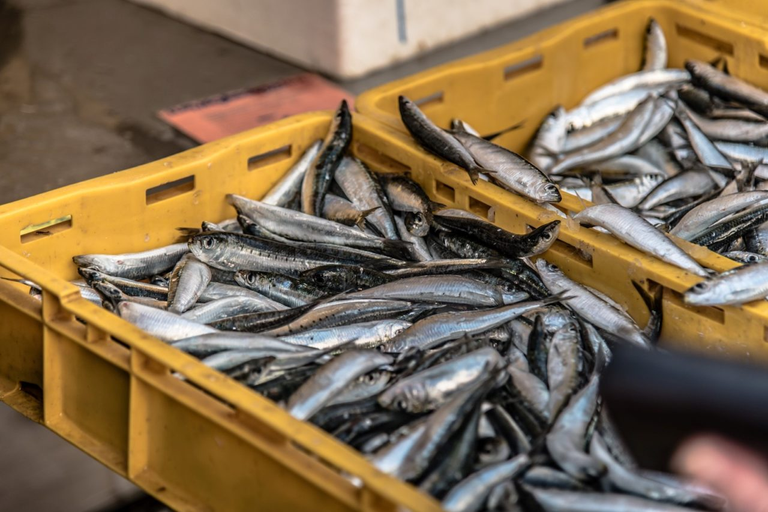 Targ rybny w Splicie