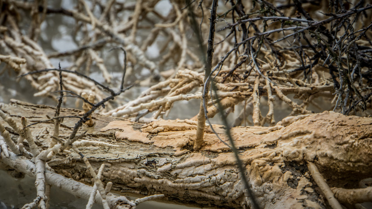 Osadnik Gajówka, czyli Lazurowe Jezioro