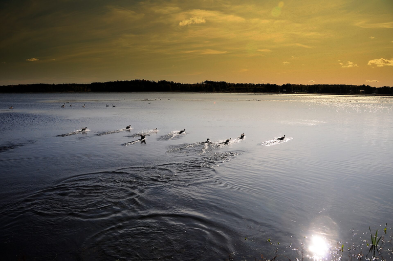Szwecja - zielona kraina