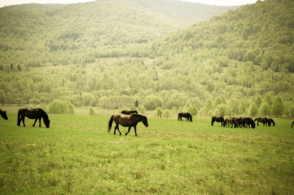 Bieszczady - magiczne góry wolności