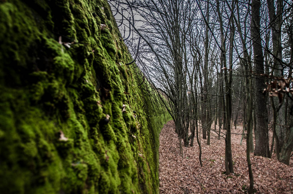 Anlage Mitte wiecznie żywy
