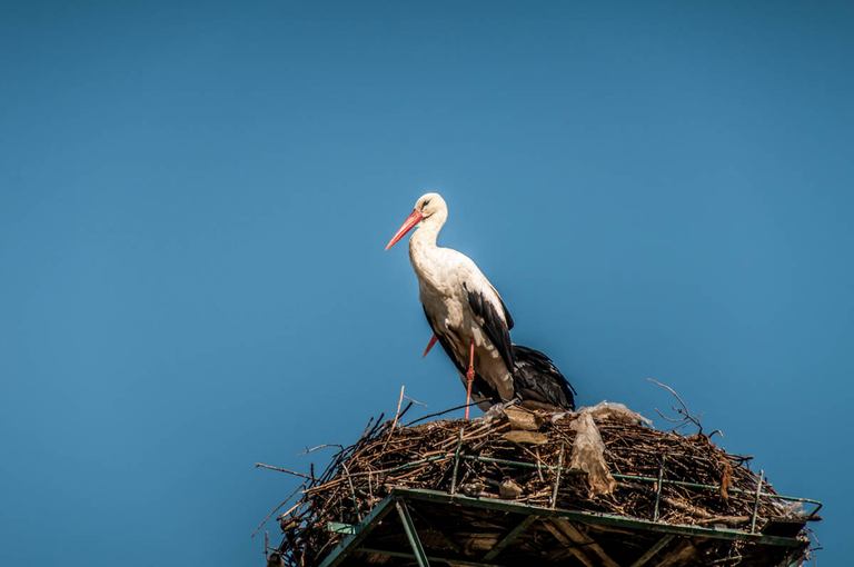 Co robi Boruta w Piątku w niedzielę?