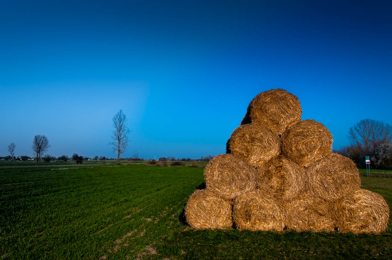 Co robi Boruta w Piątku w niedzielę?