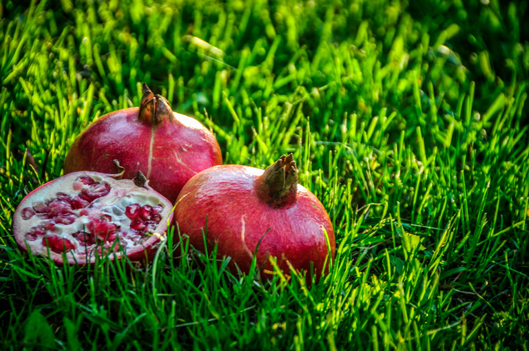 Granatnik dobry, aby się rozerwać