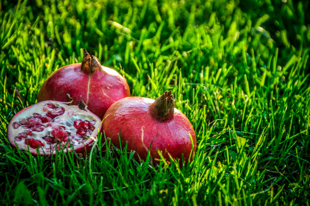 Granatnik dobry, aby się rozerwać
