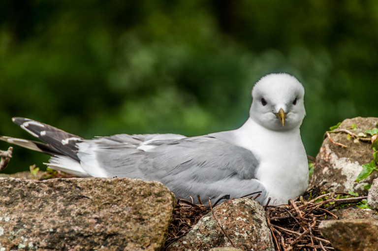 Tajemnicza wyspa Bałtyku – Christiansø