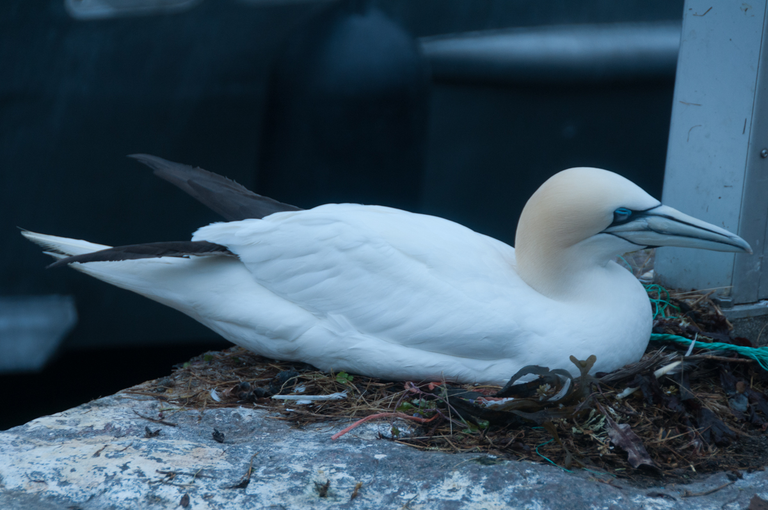 Tajemnicza wyspa Bałtyku – Christiansø