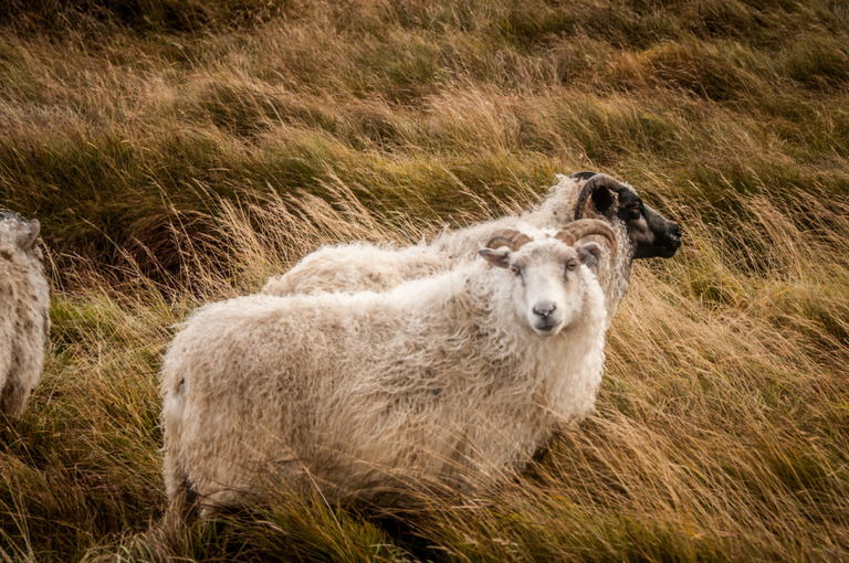 Islandzkie owce, które nie schodzą z drogi