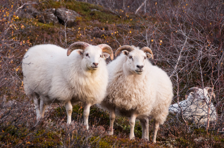 Islandzkie owce, które nie schodzą z drogi