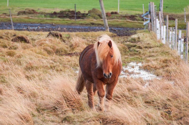Kuc islandzki co koniem chciał zostać