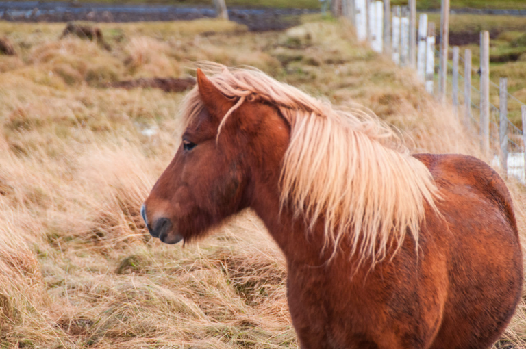 Kuc islandzki co koniem chciał zostać