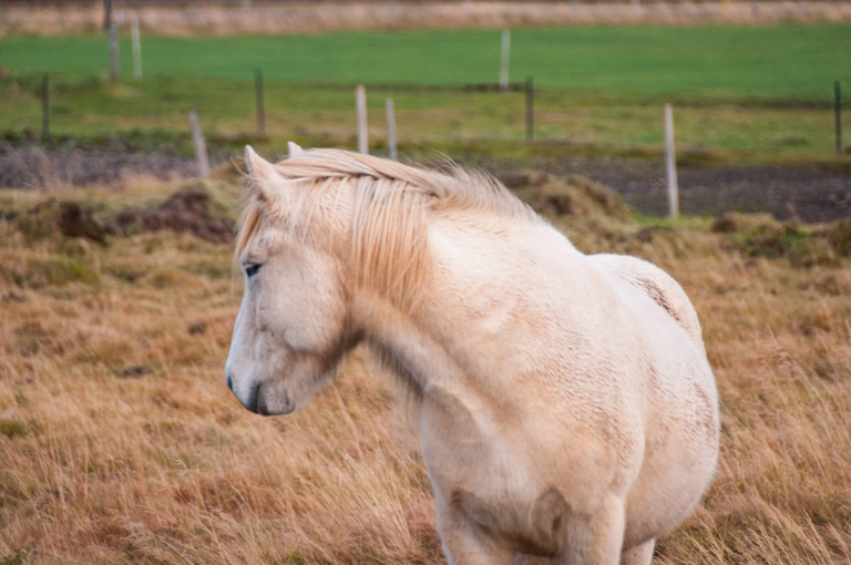 Kuc islandzki co koniem chciał zostać