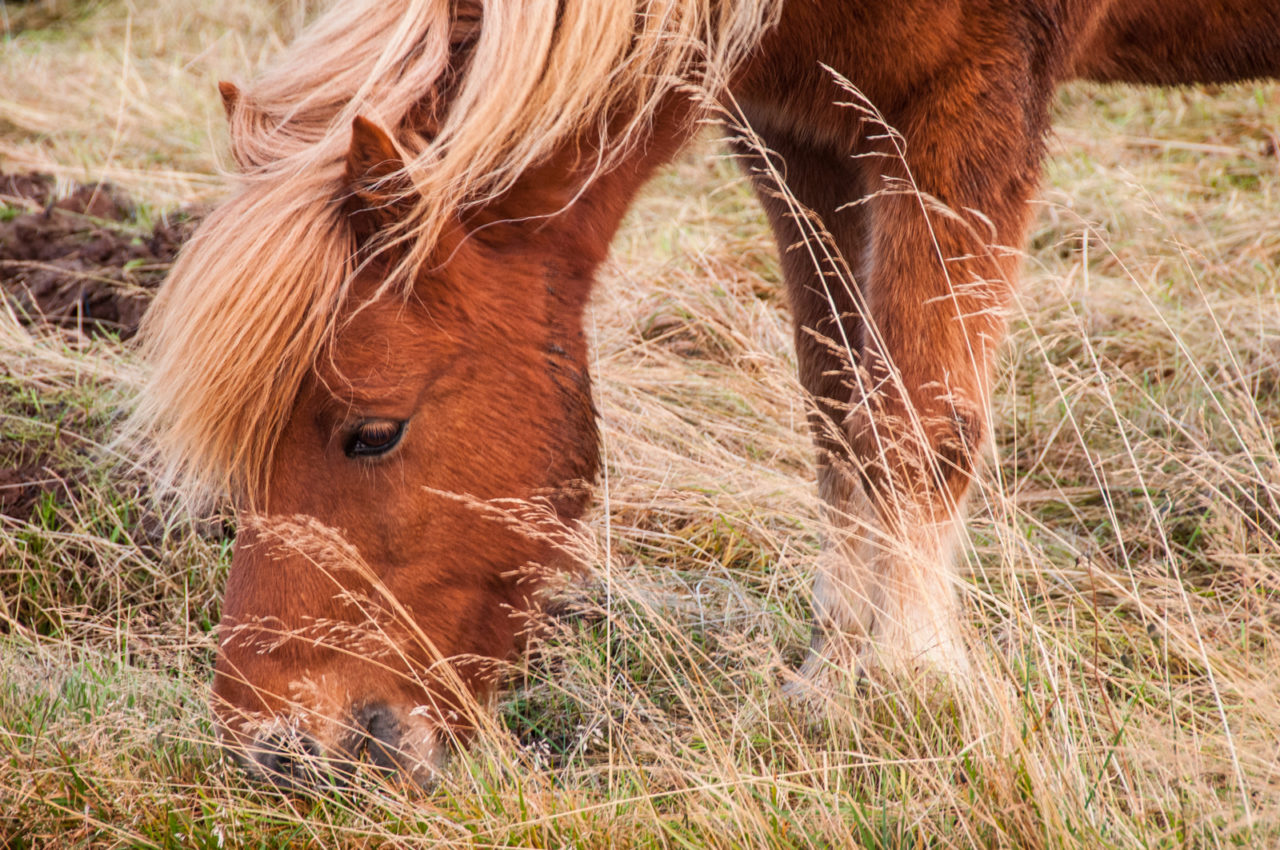 Kuc islandzki co koniem chciał zostać