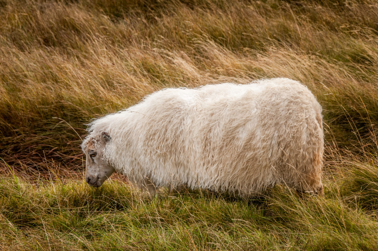 Islandzkie owce, które nie schodzą z drogi