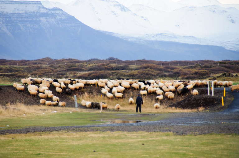 Islandzkie owce, które nie schodzą z drogi